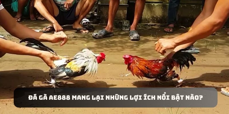 Những lợi ích nổi trội mà Đá Gà AE888 mang lại