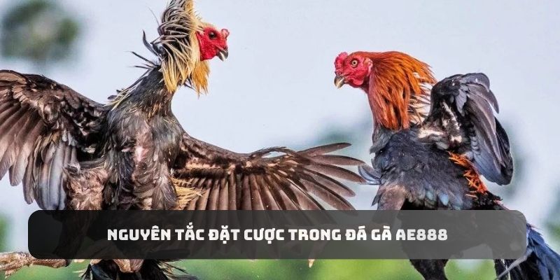 Người chơi cần tuân thủ nguyên tắc đặt cược khi tham gia Đá Gà AE888